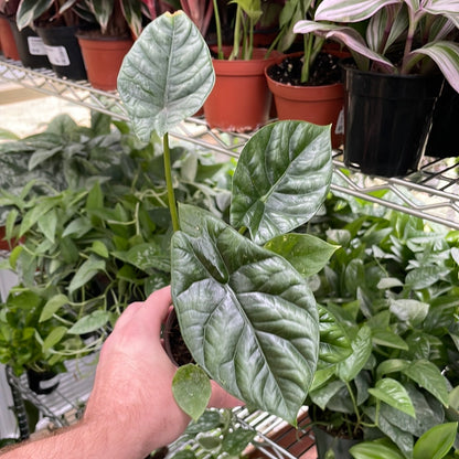 Alocasia Mirror Face