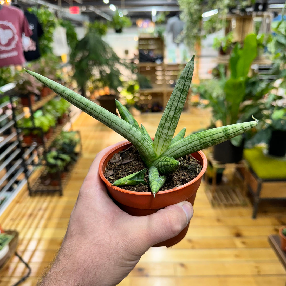 Sansevieria Boncenllensis