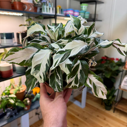 Calathea White Fusion