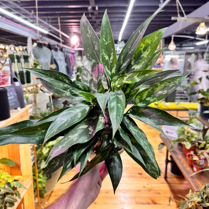 Aglaonema Maryann