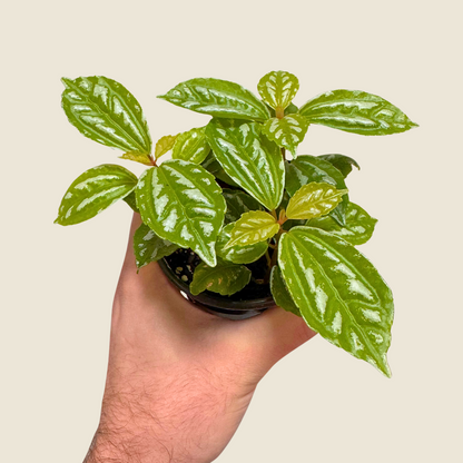 Pilea Aluminum