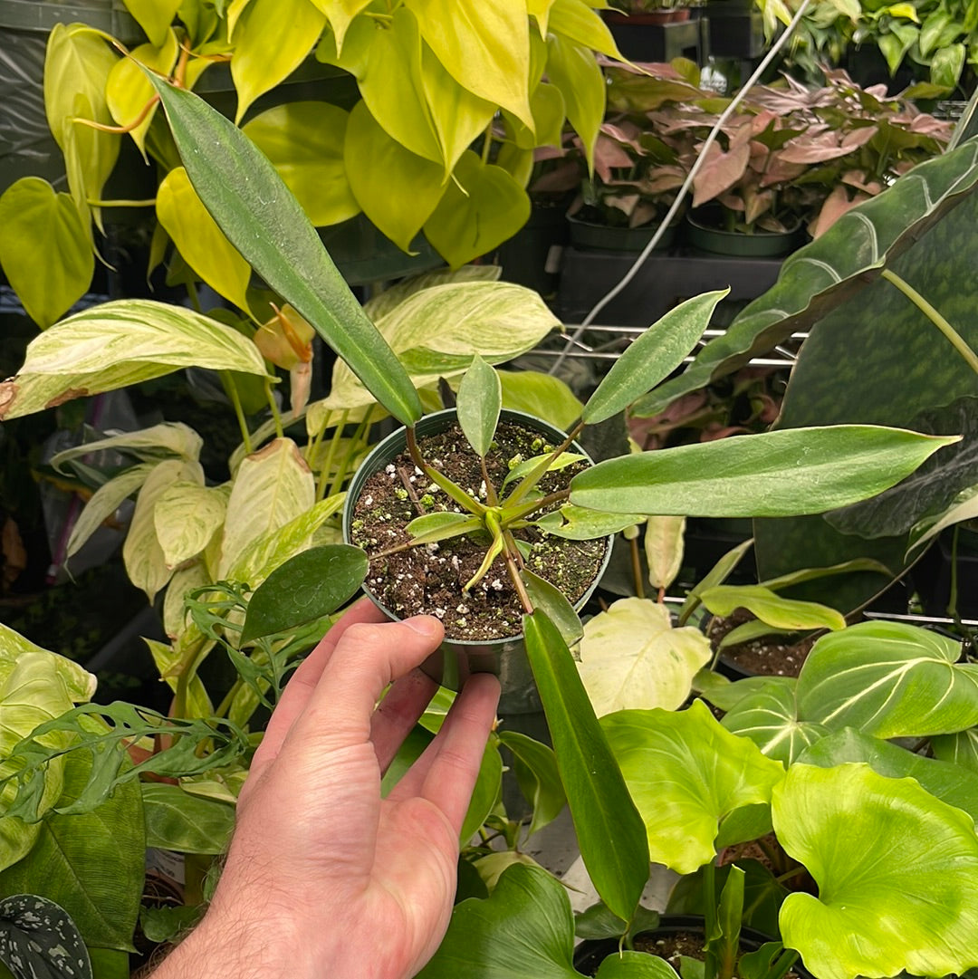 Philodendron Joepii