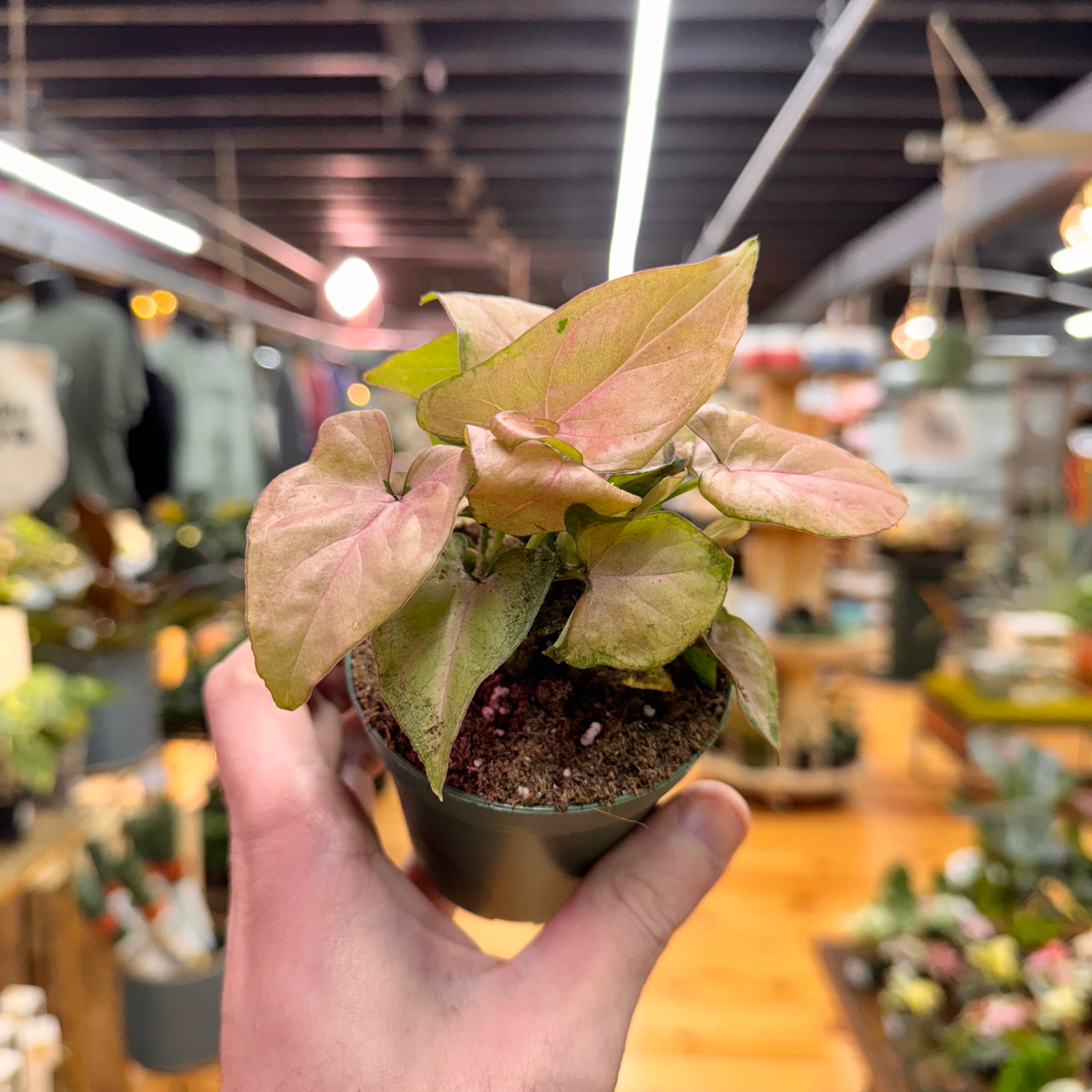 Syngonium Pink Perfection