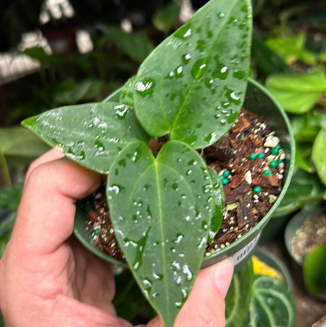 Anthurium Green Papillilaminum x Self