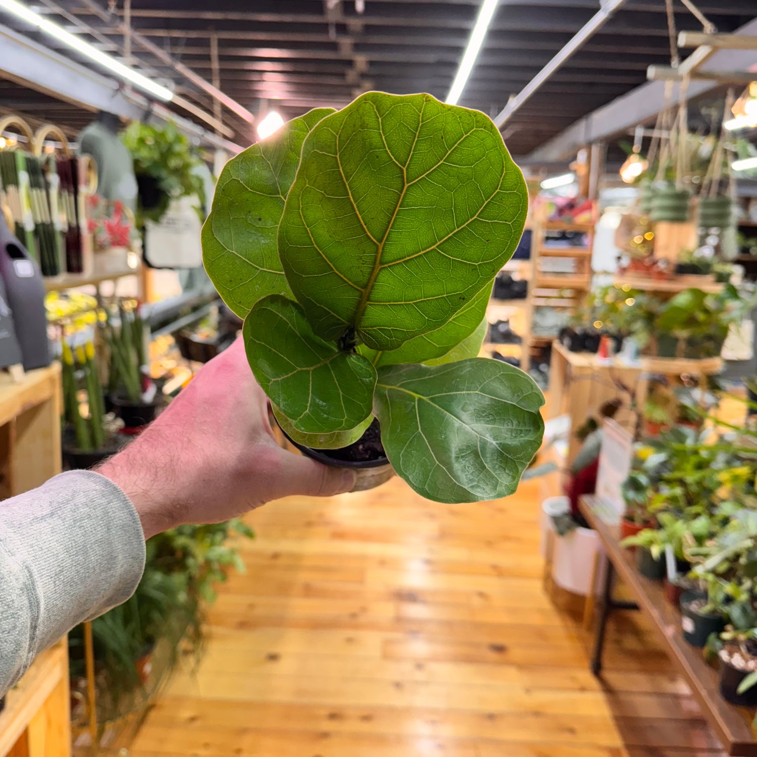 Ficus Lyrata ‘Fiddle Leaf Fig’