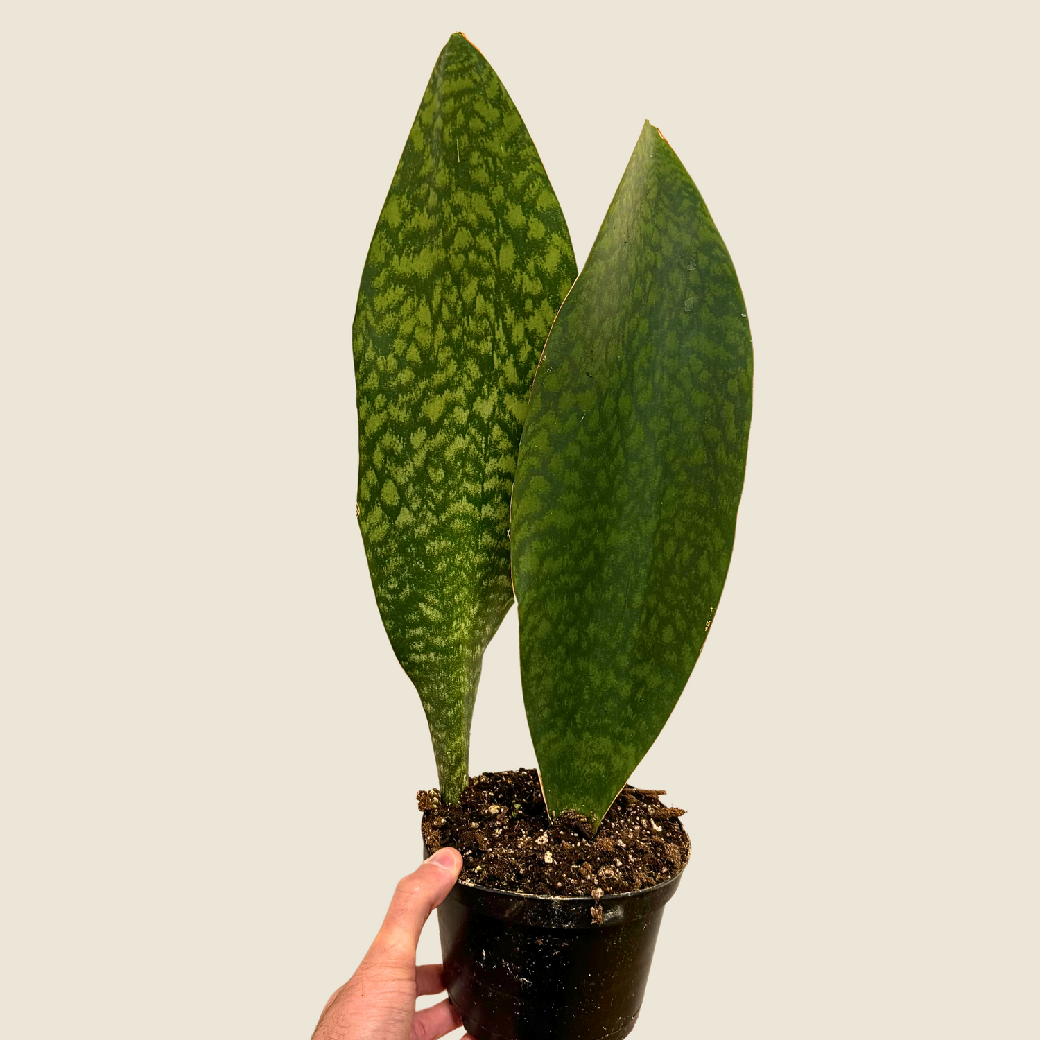 Sansevieria Whale Fin