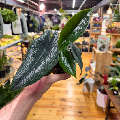 Alocasia Scalprum