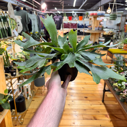 Fern Staghorn
