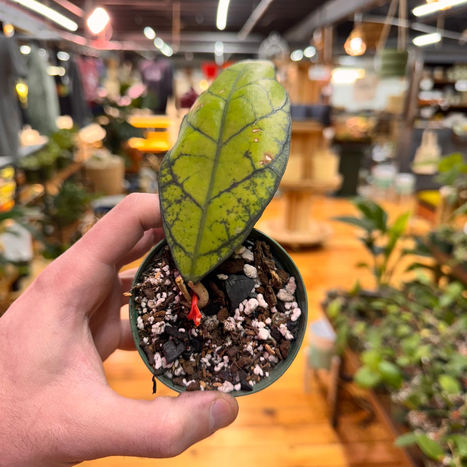 Hoya Callistophylla IML 1762