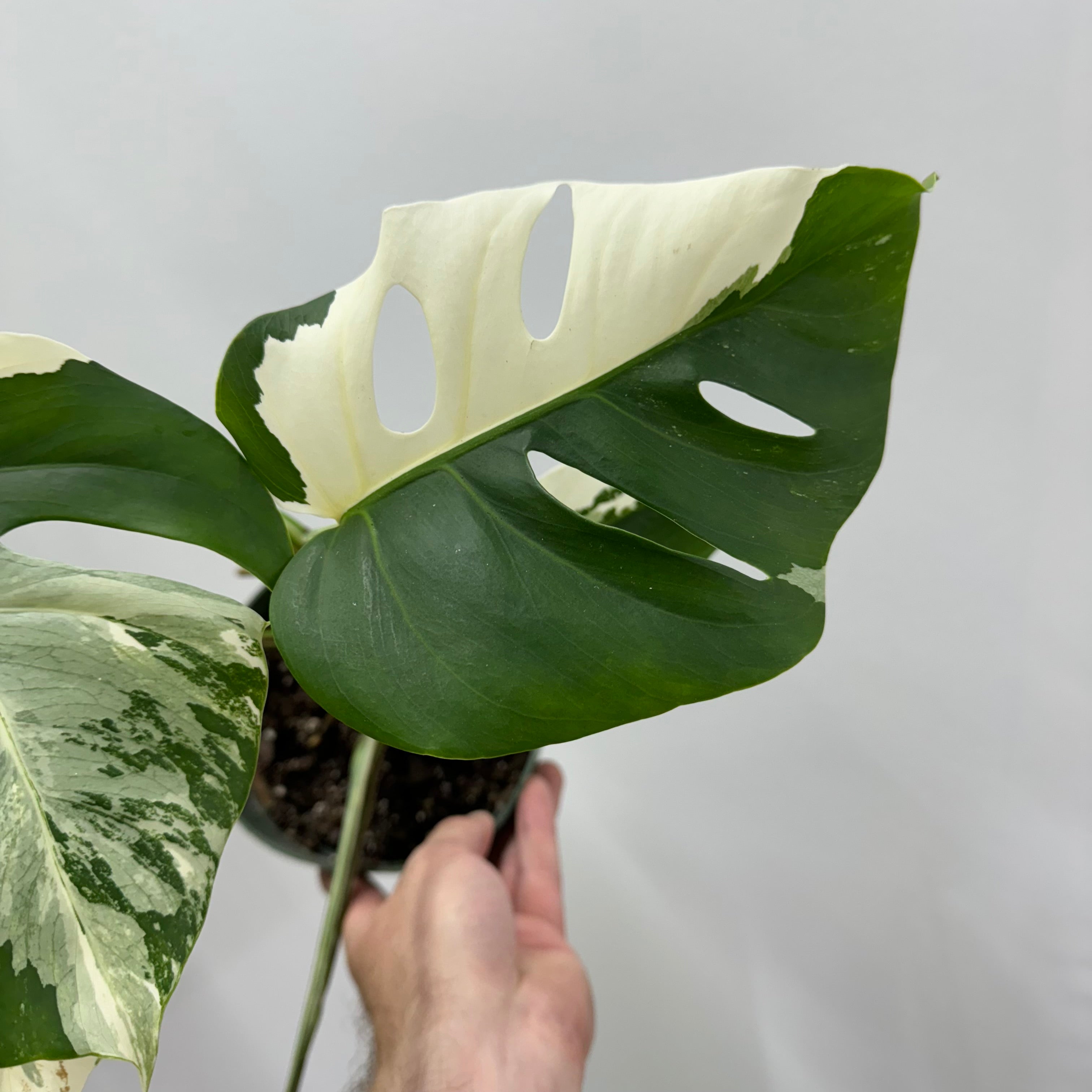 Monstera Albo