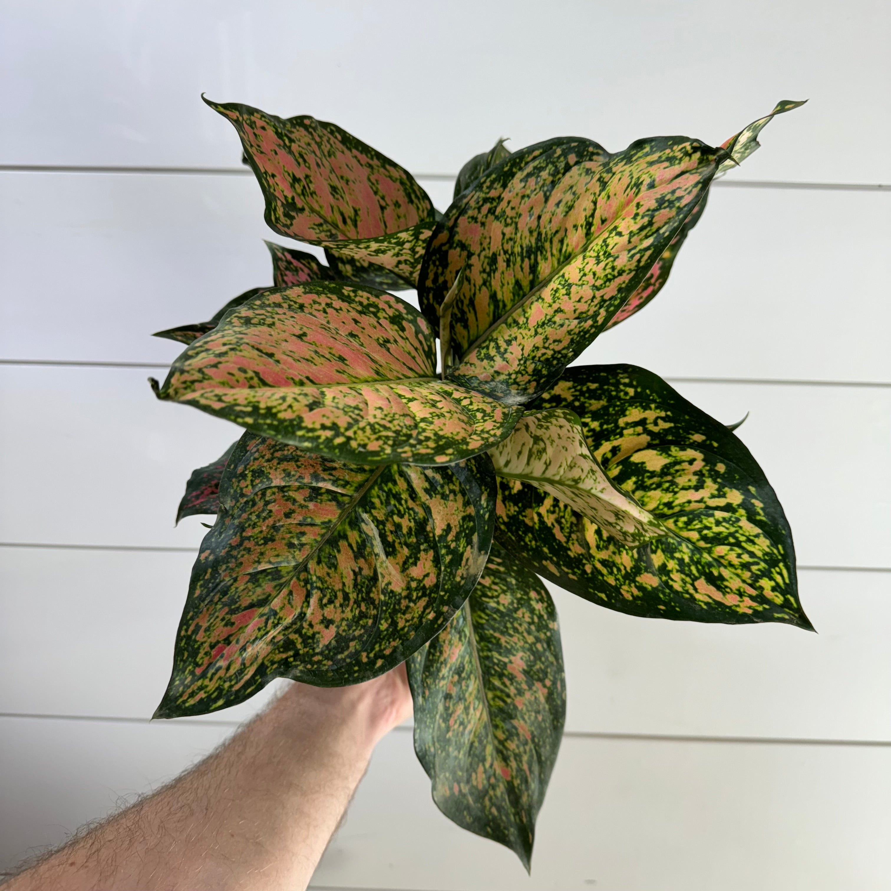 Aglaonema Green Papaya