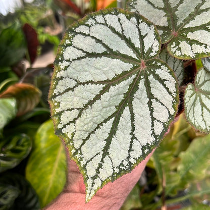 Begonia U400