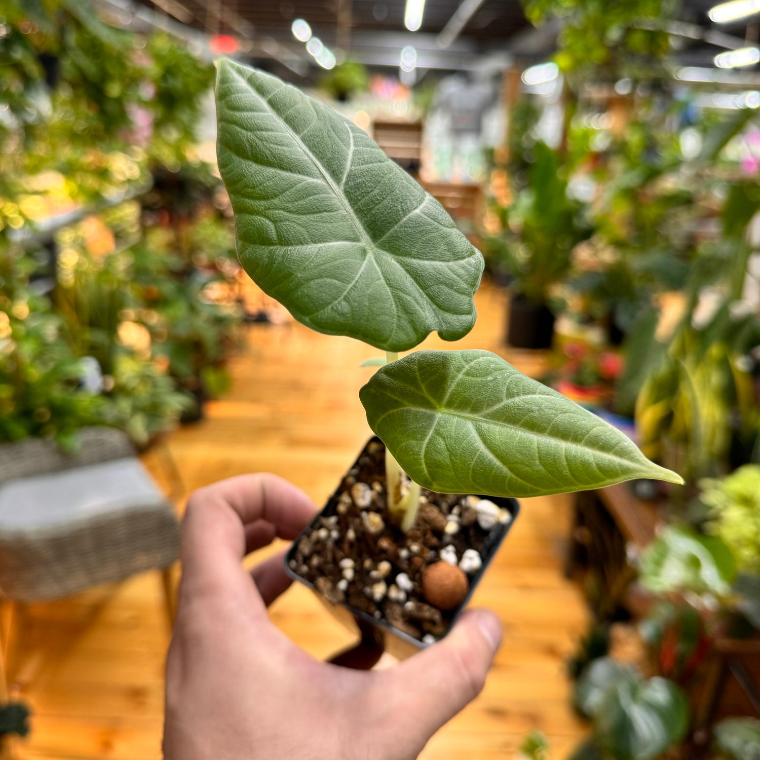 Alocasia Dragon Moon