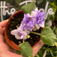 African Violet Harmony&