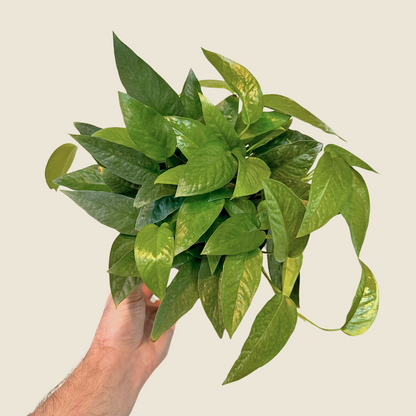 Pothos Cebu Blue