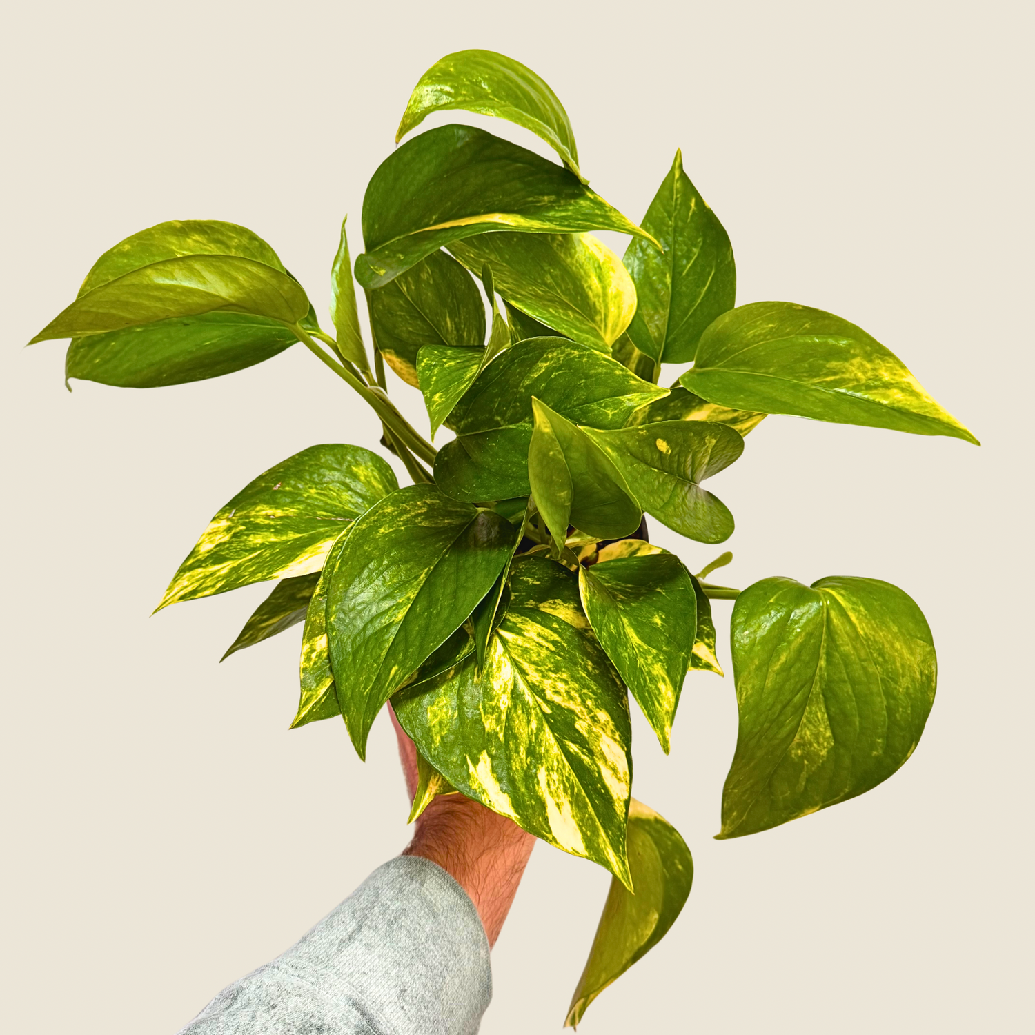 Pothos Golden