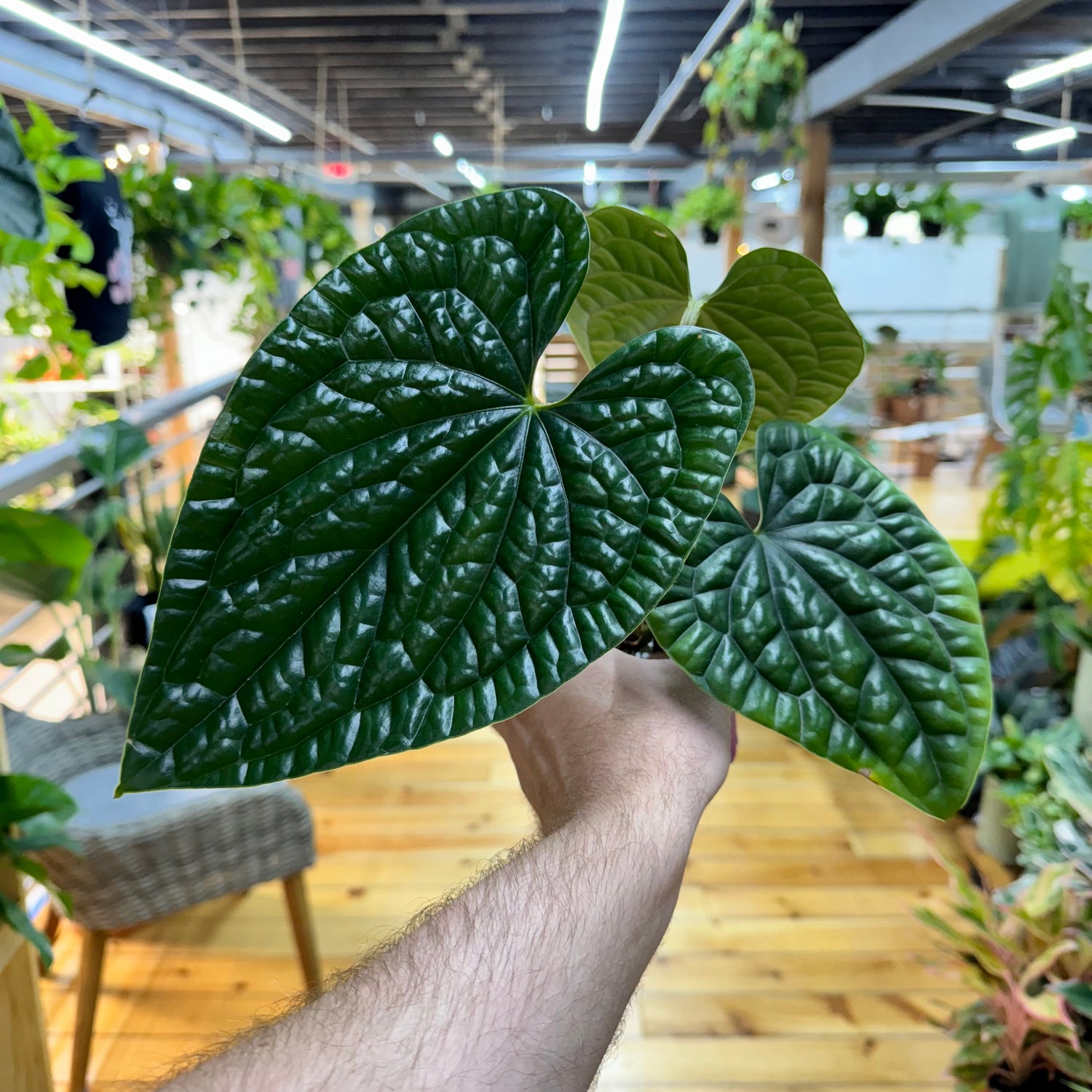 Anthurium Luxurians