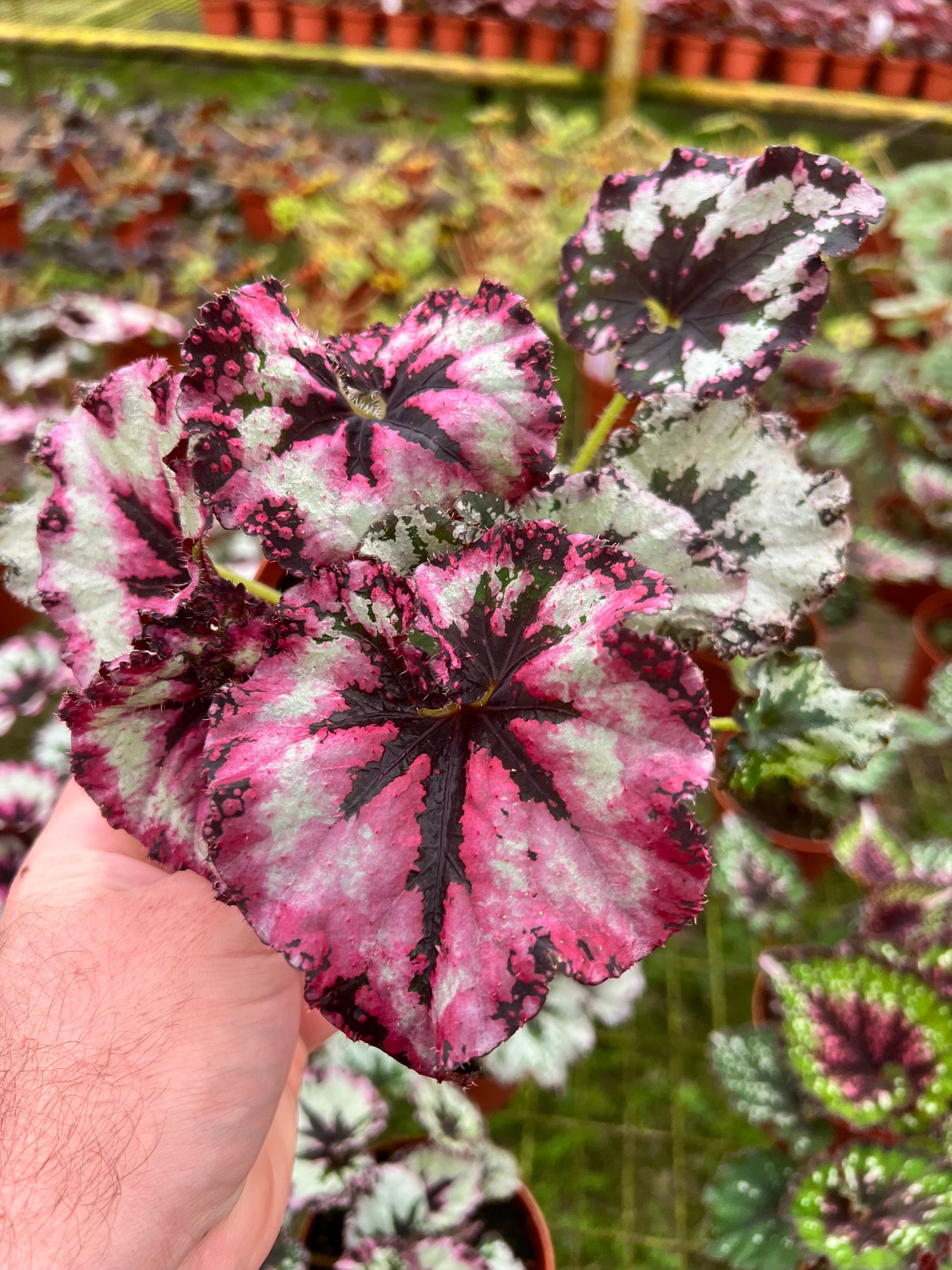 Begonia Strawberry Shortcake