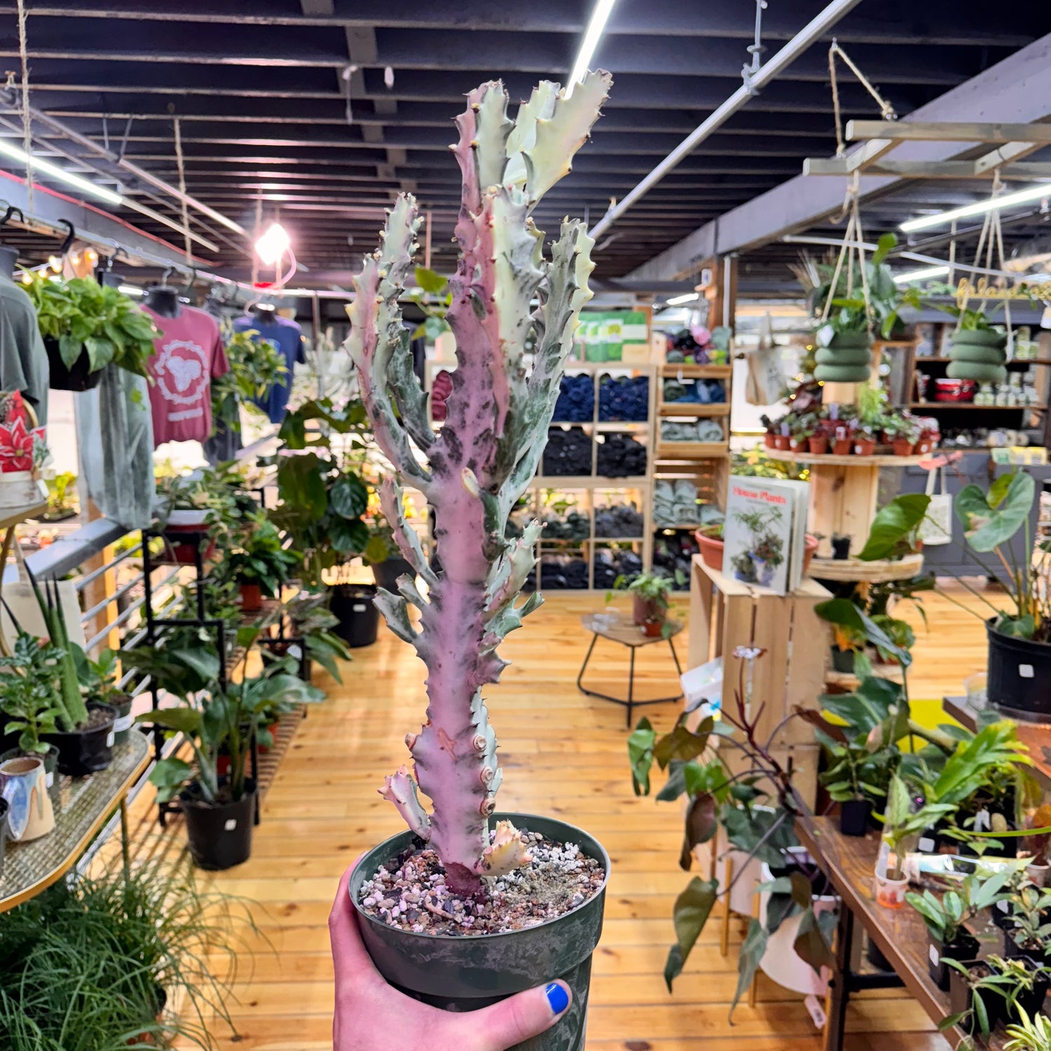 Euphorbia Lactea Ghost