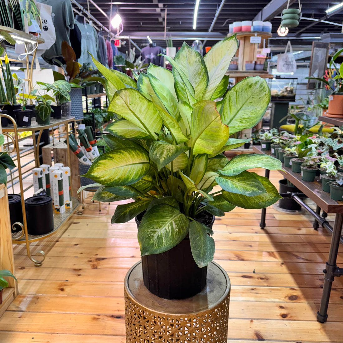 Dieffenbachia Tropic Marianne