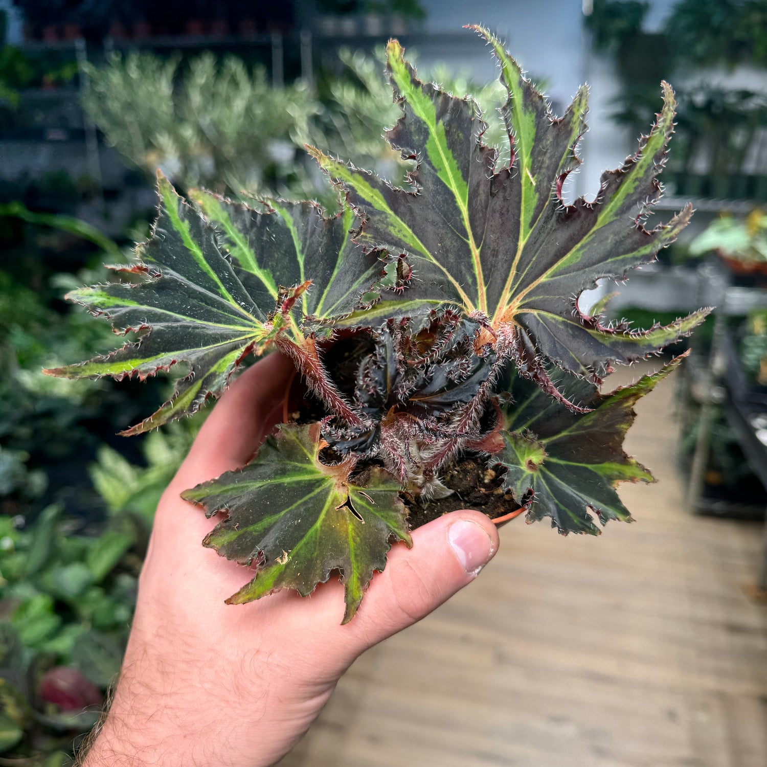 Begonia Breakdance