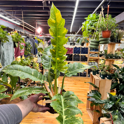 Philodendron Ring of Fire