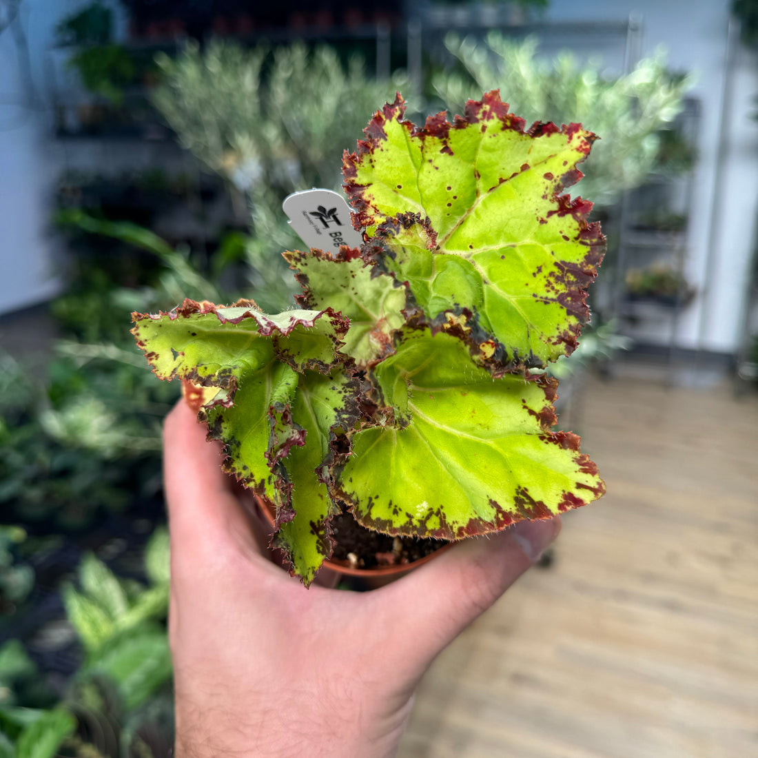 Begonia Samba