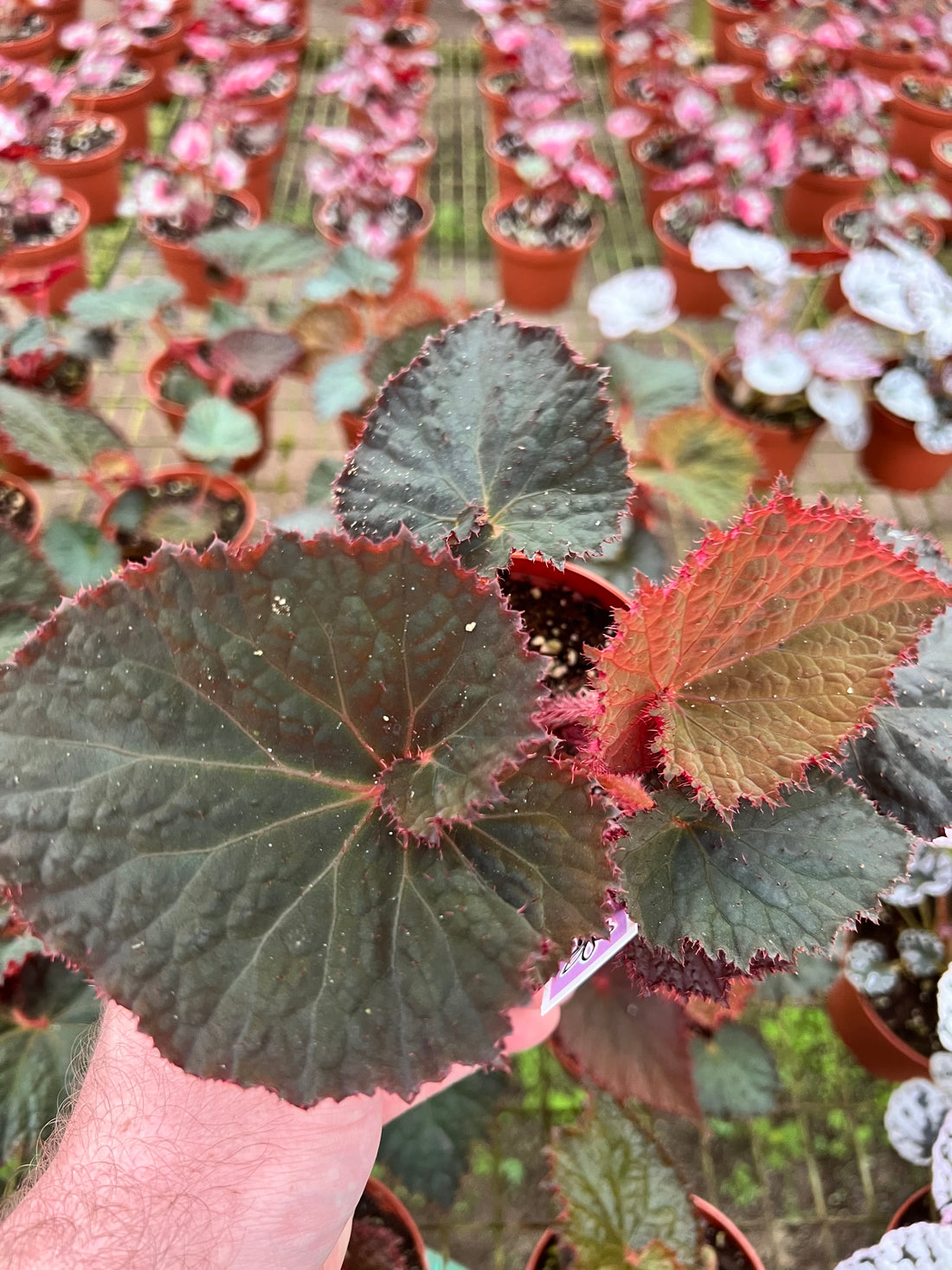 Begonia Midnight Magic