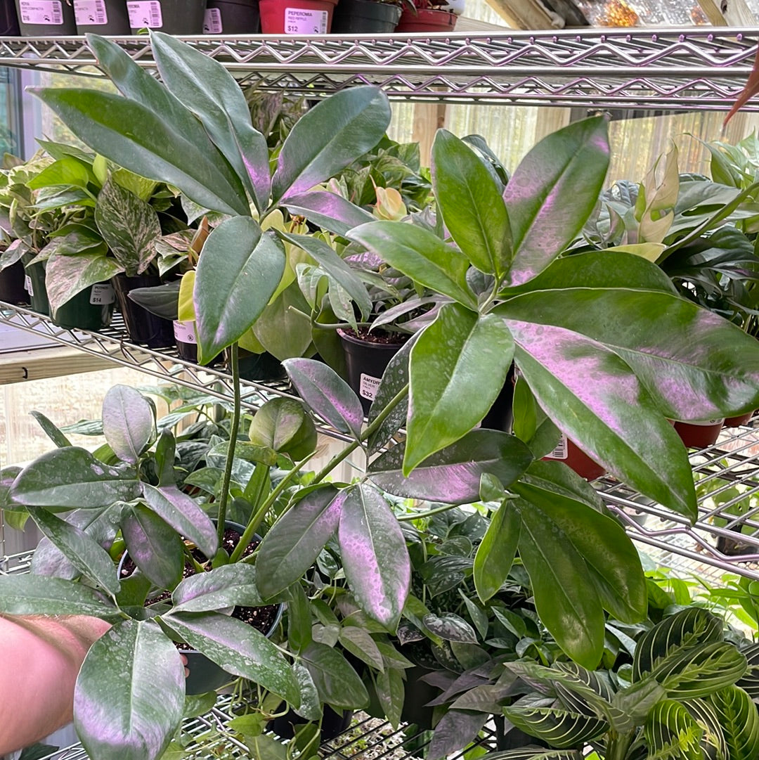 Philodendron Goeldii