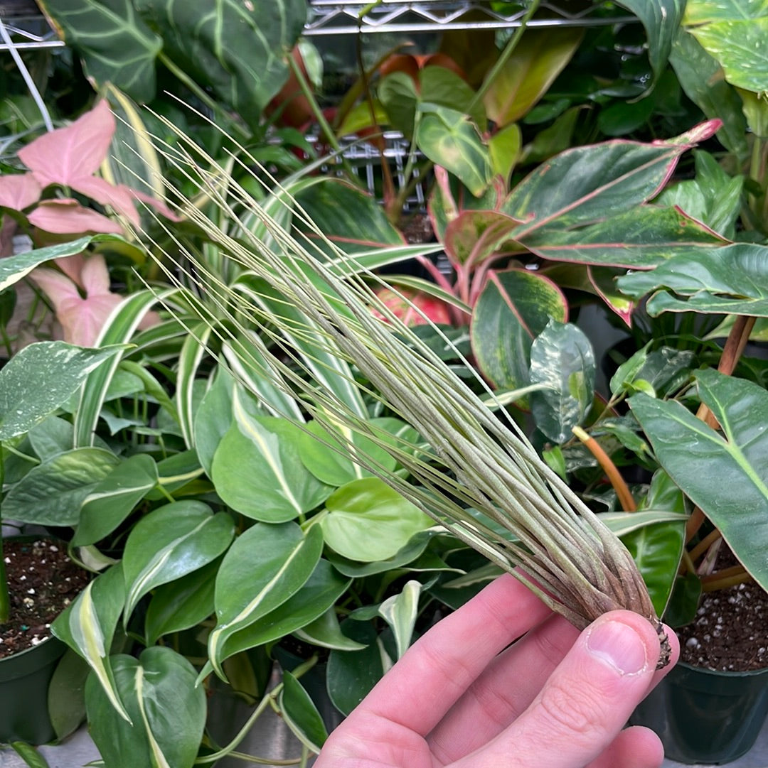 Juncea Air Plant