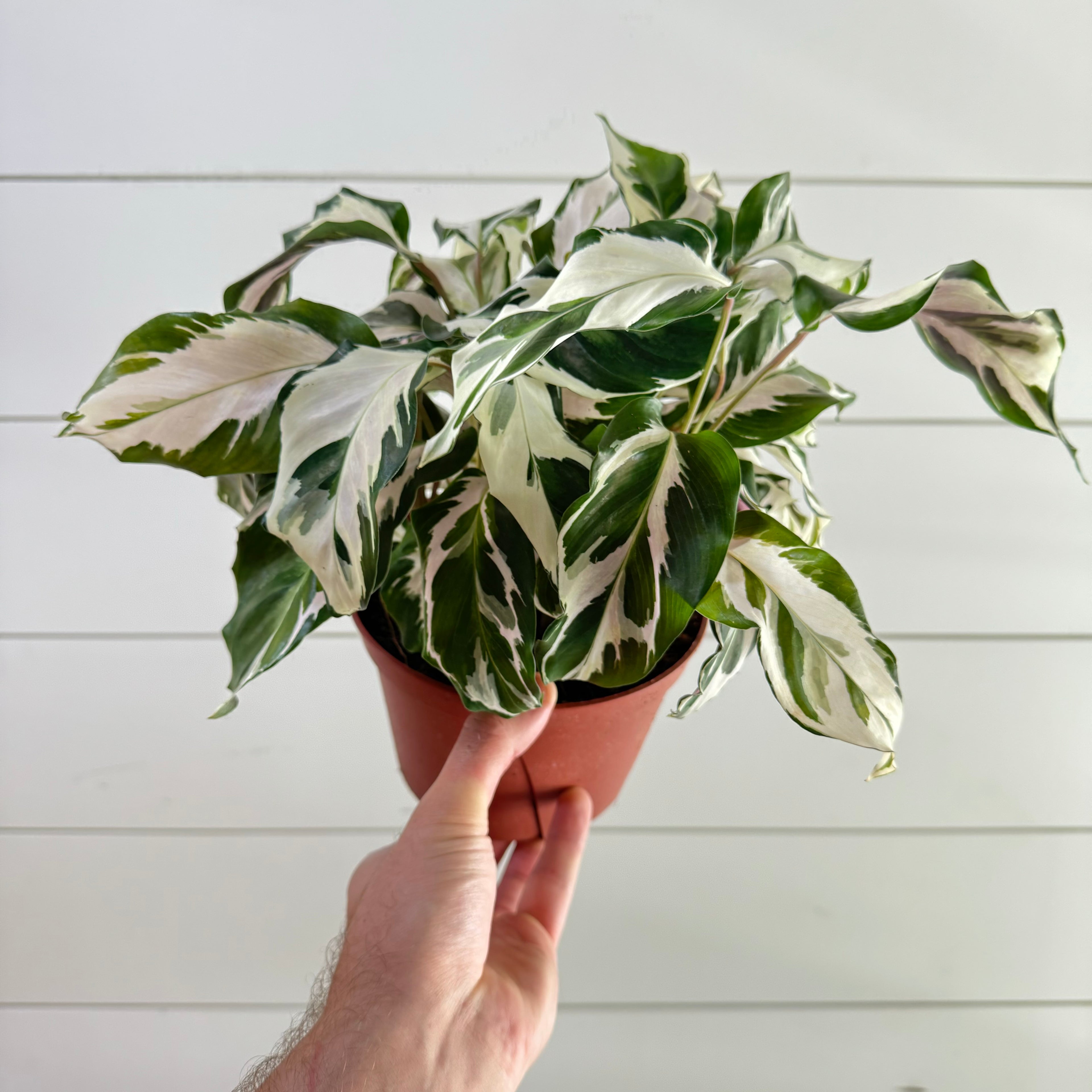 Calathea White Fusion