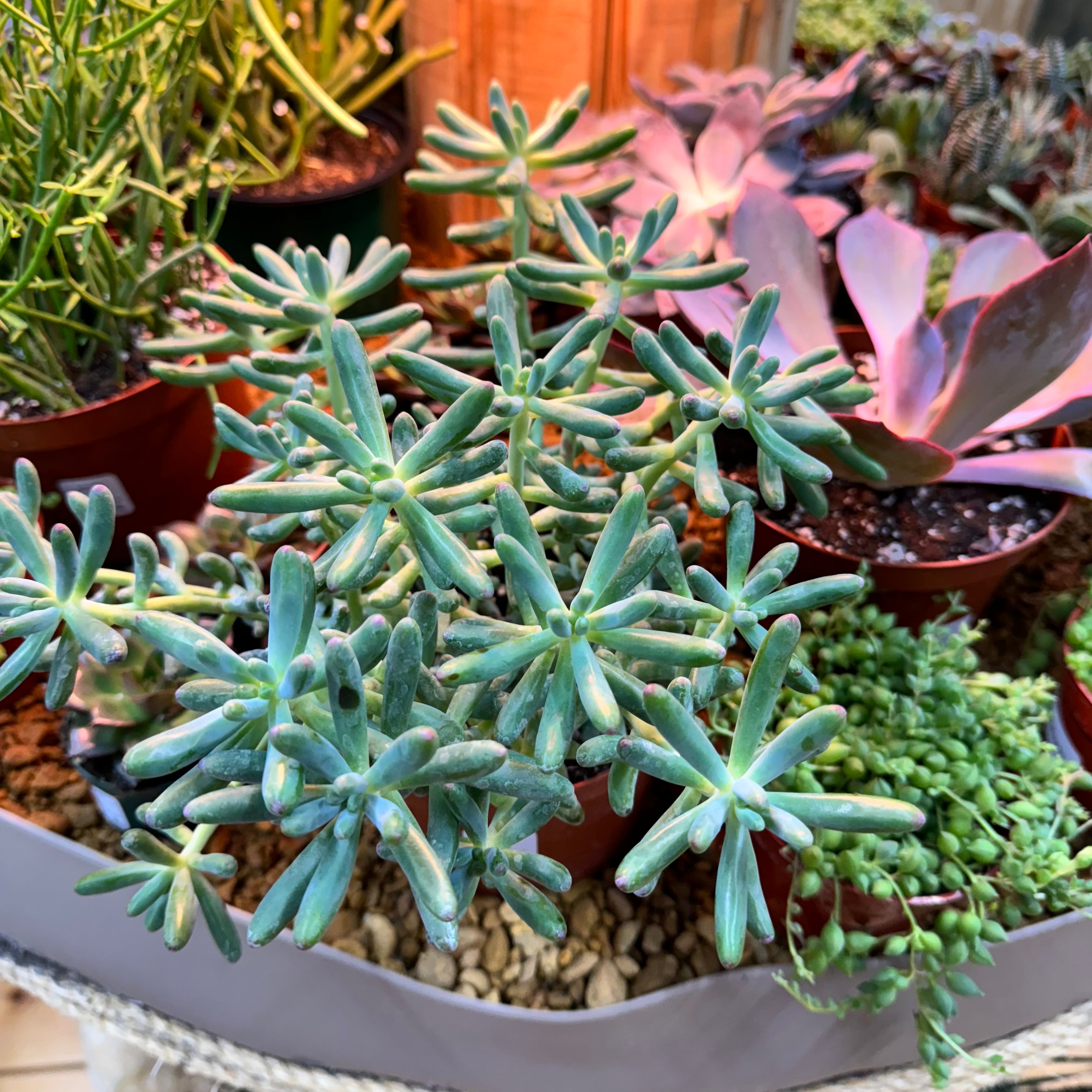 Assorted Large Succulents