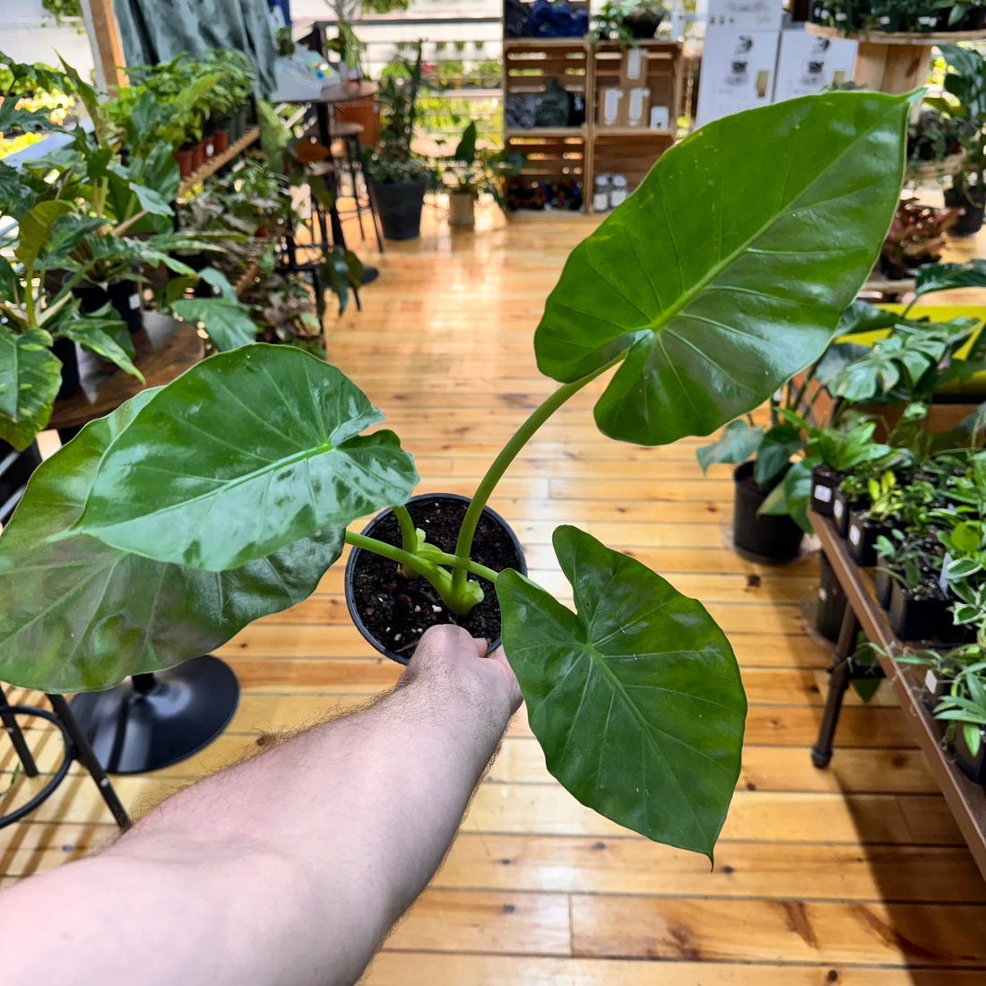 Alocasia Calidora