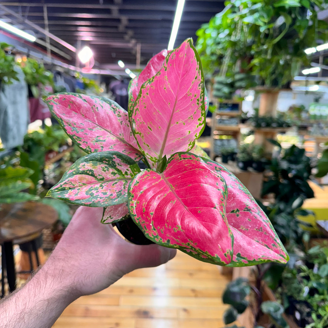 Aglaonema Red Valentine