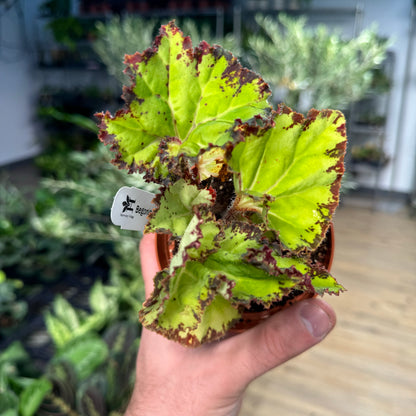 Begonia Samba