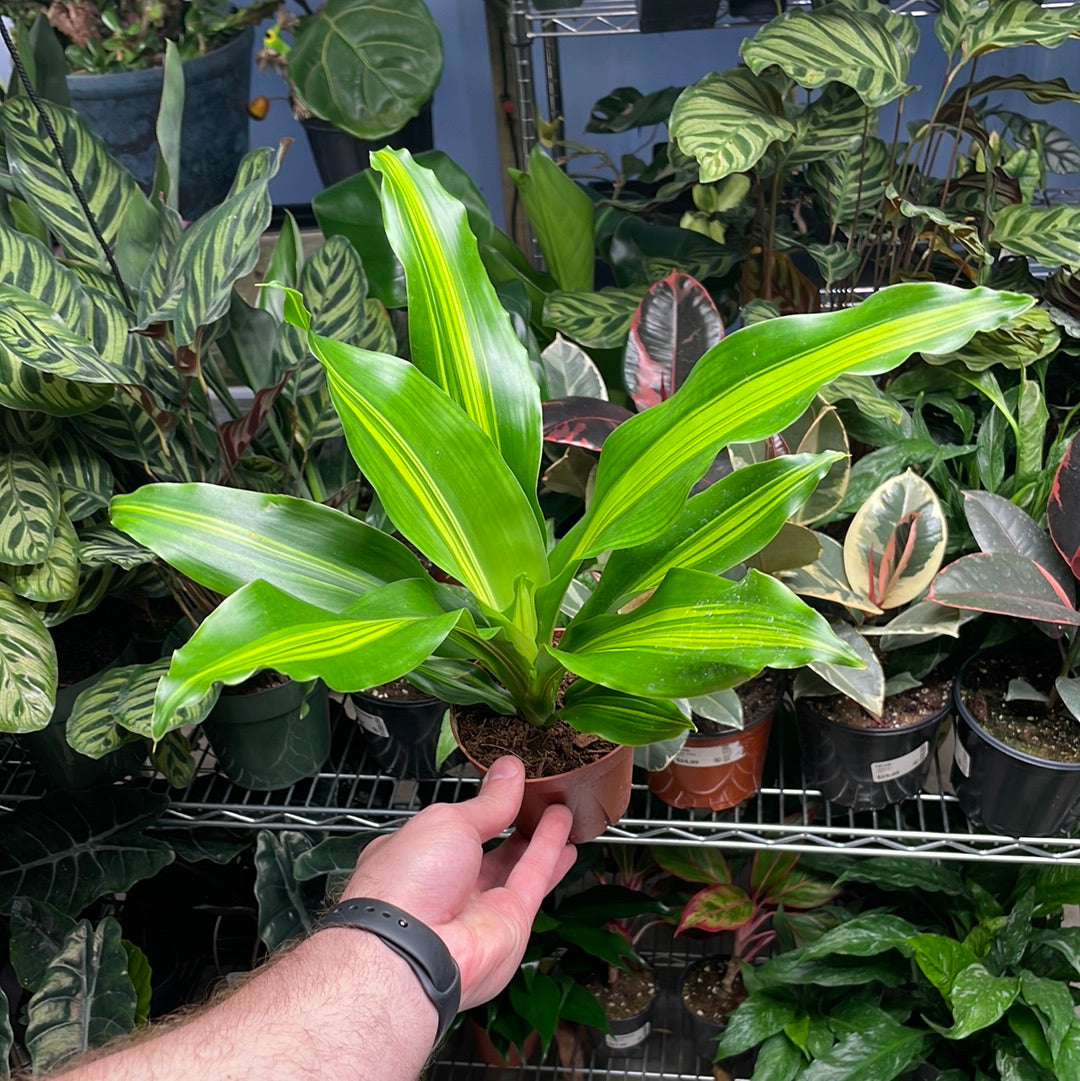 Dracaena Giganta