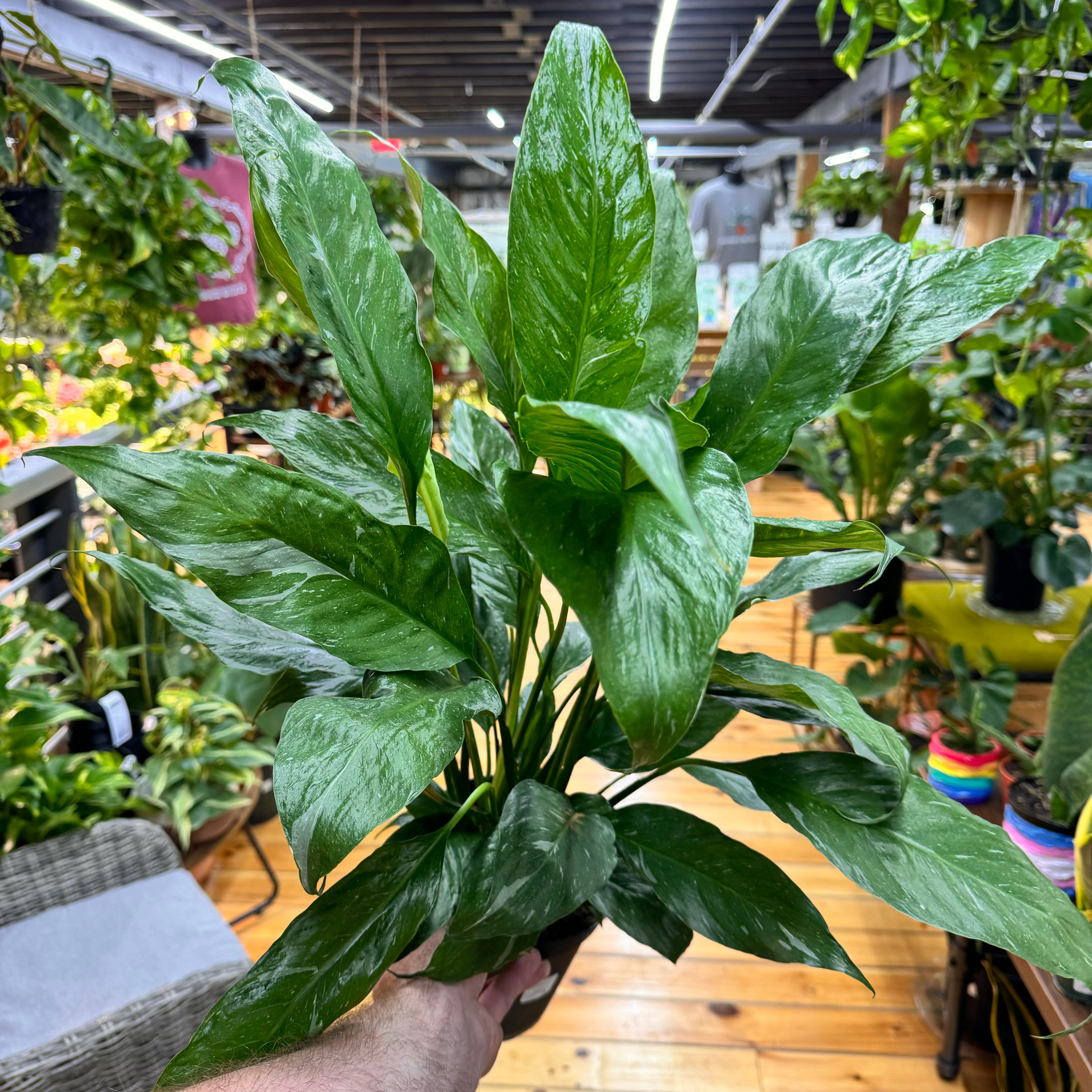 Domino Peace Lily Variegated