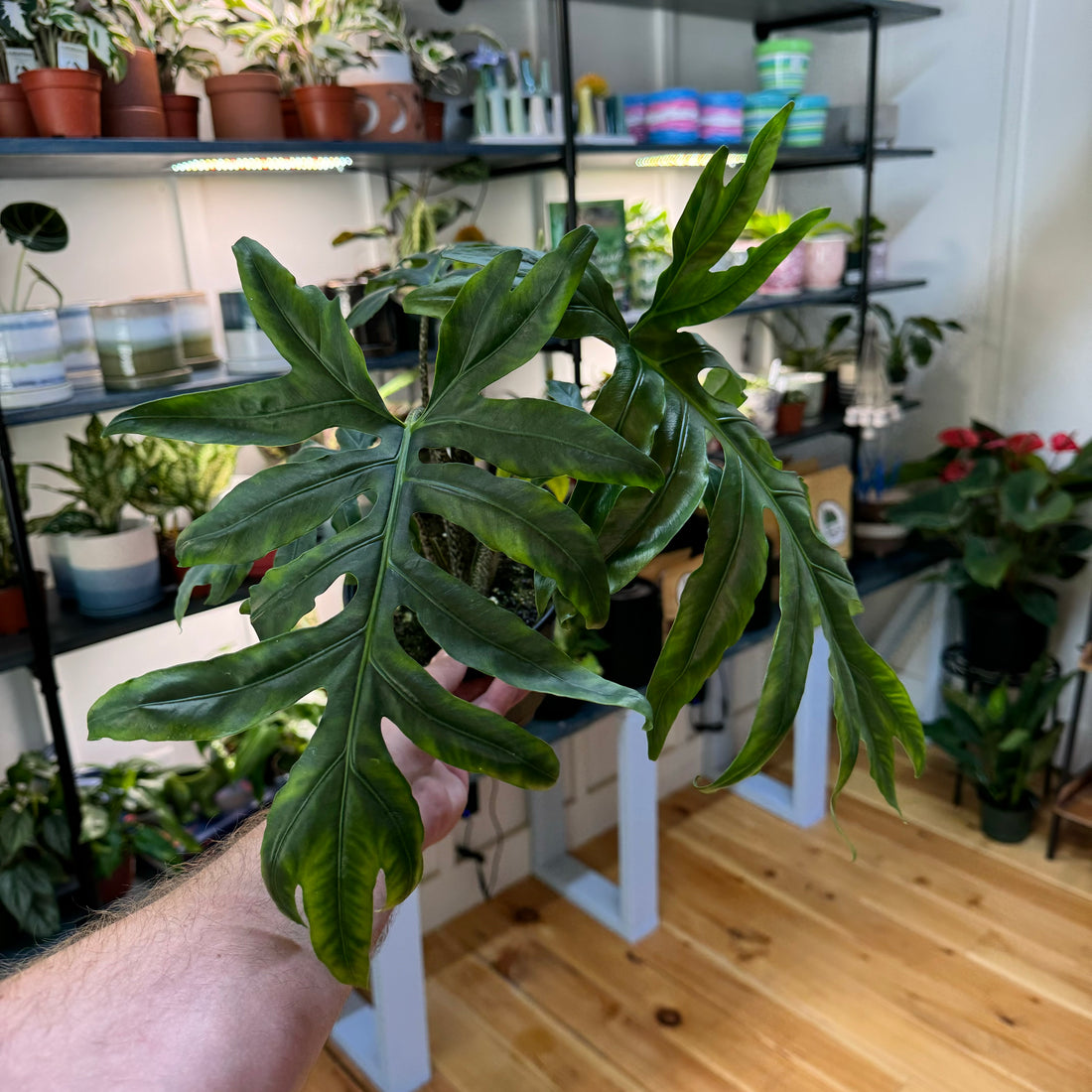 Alocasia Brancifolia