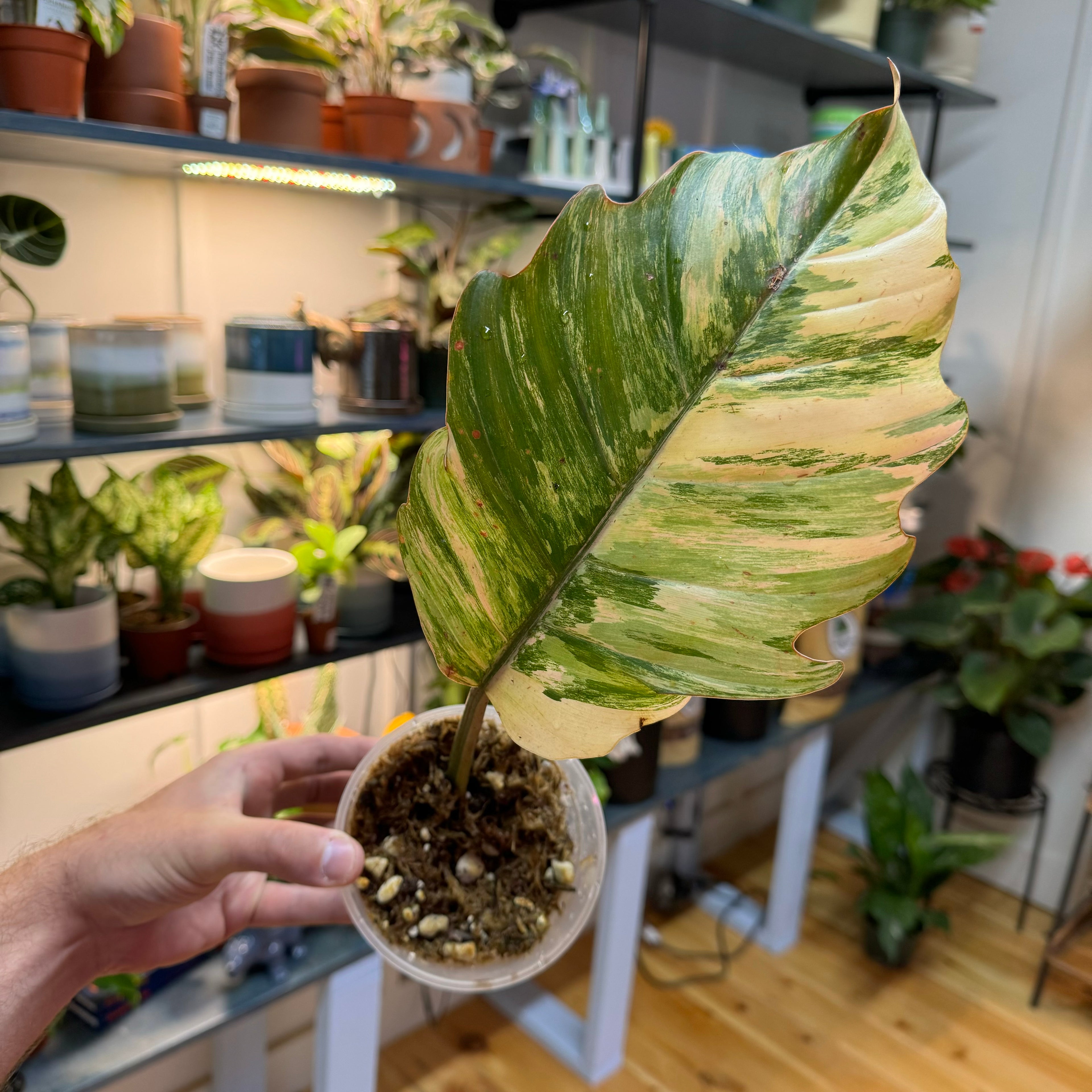 Philodendron Caramel Marble