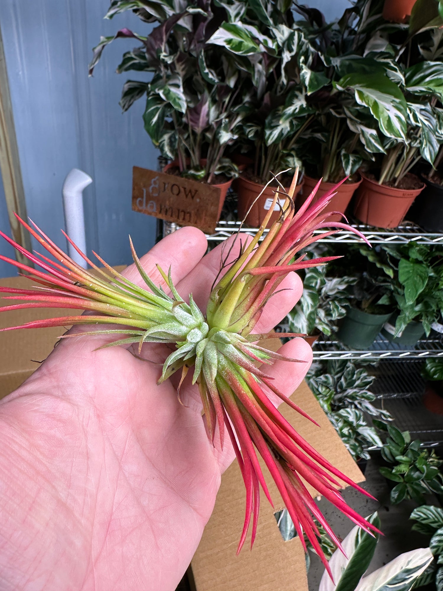 Ionantha Fuego Cluster Air Plant