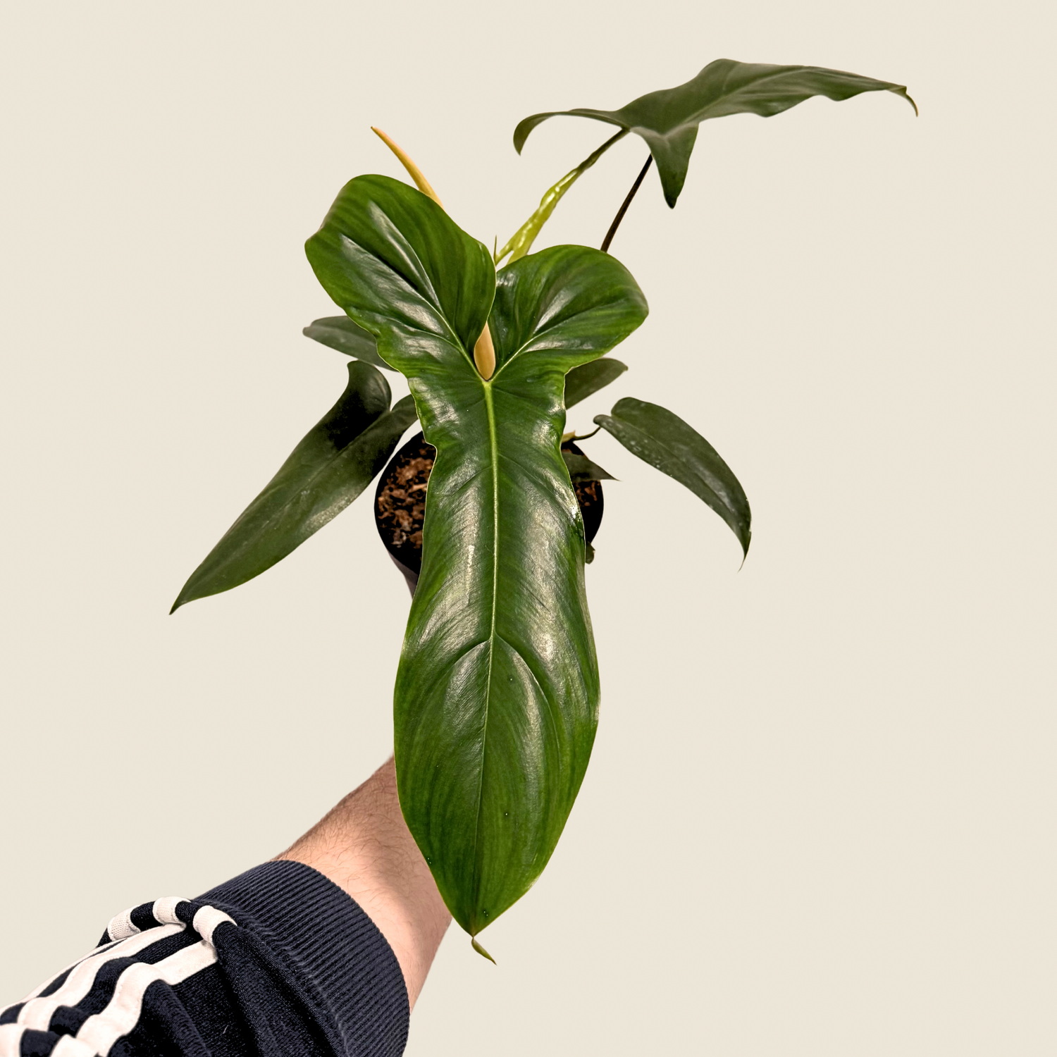 Philodendron 69686