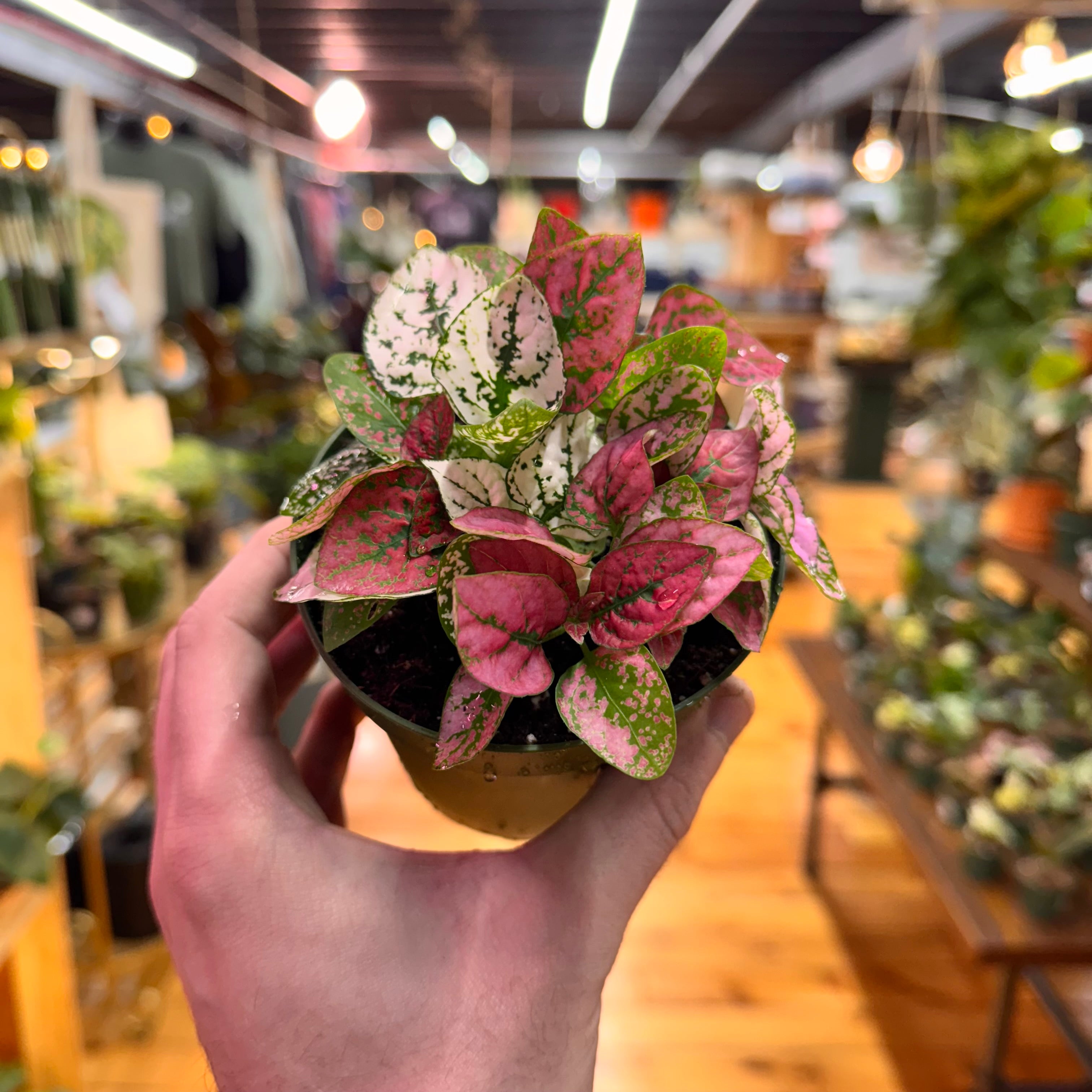 Hypoestes Polka Dot