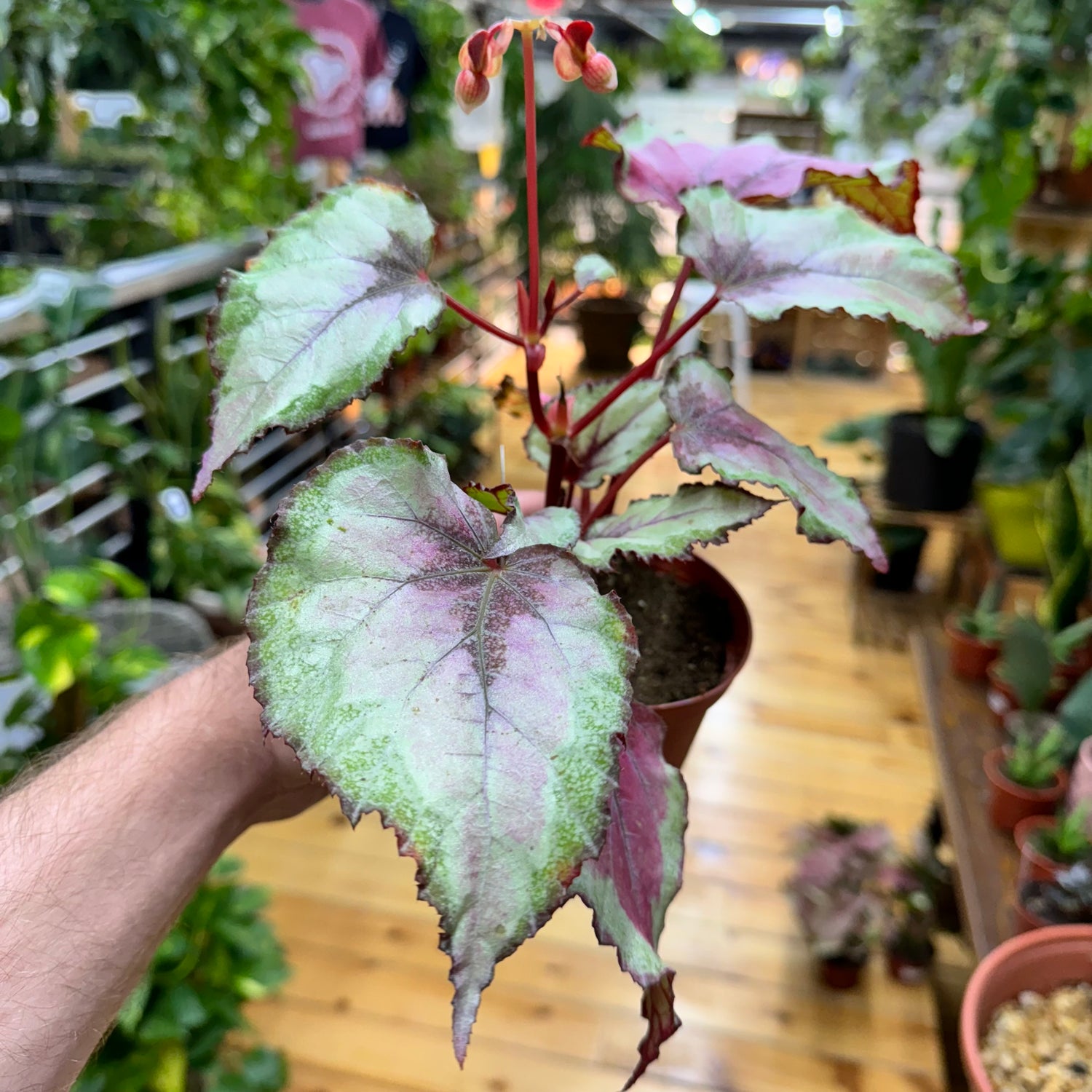 Begonia Spitfire