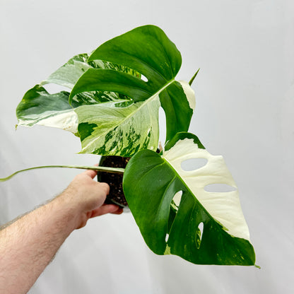 Monstera Albo