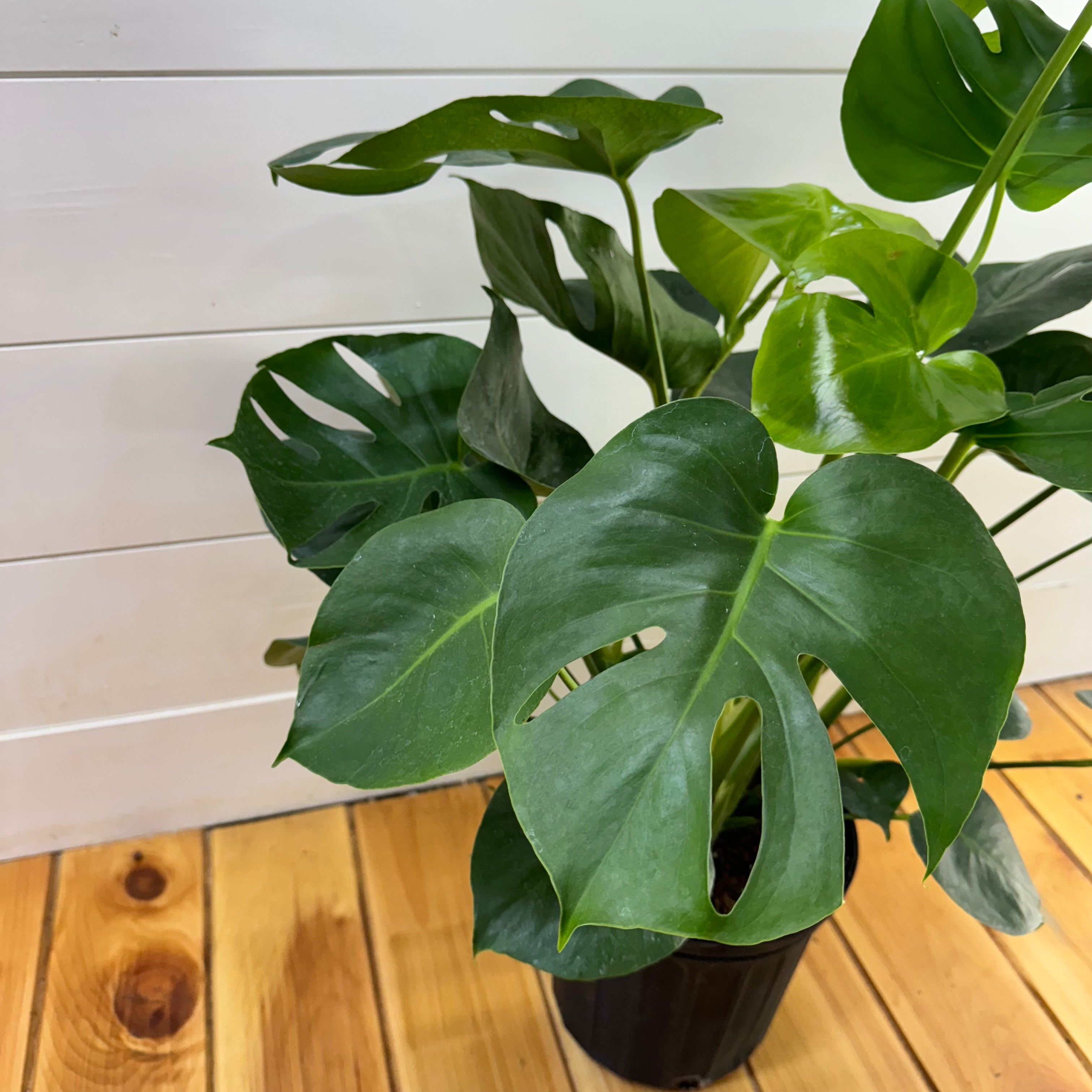 Monstera Deliciosa