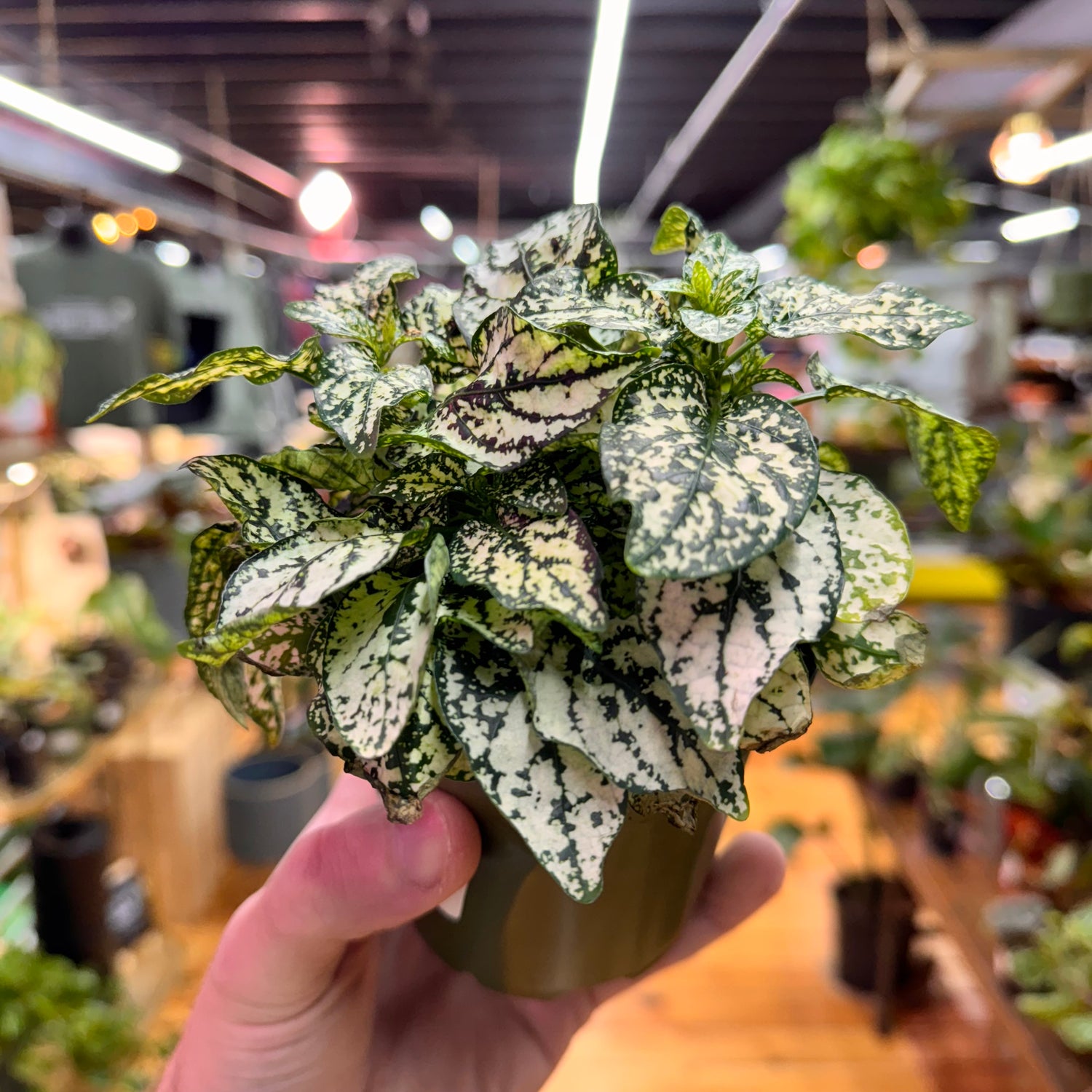 Hypoestes Polka Dot