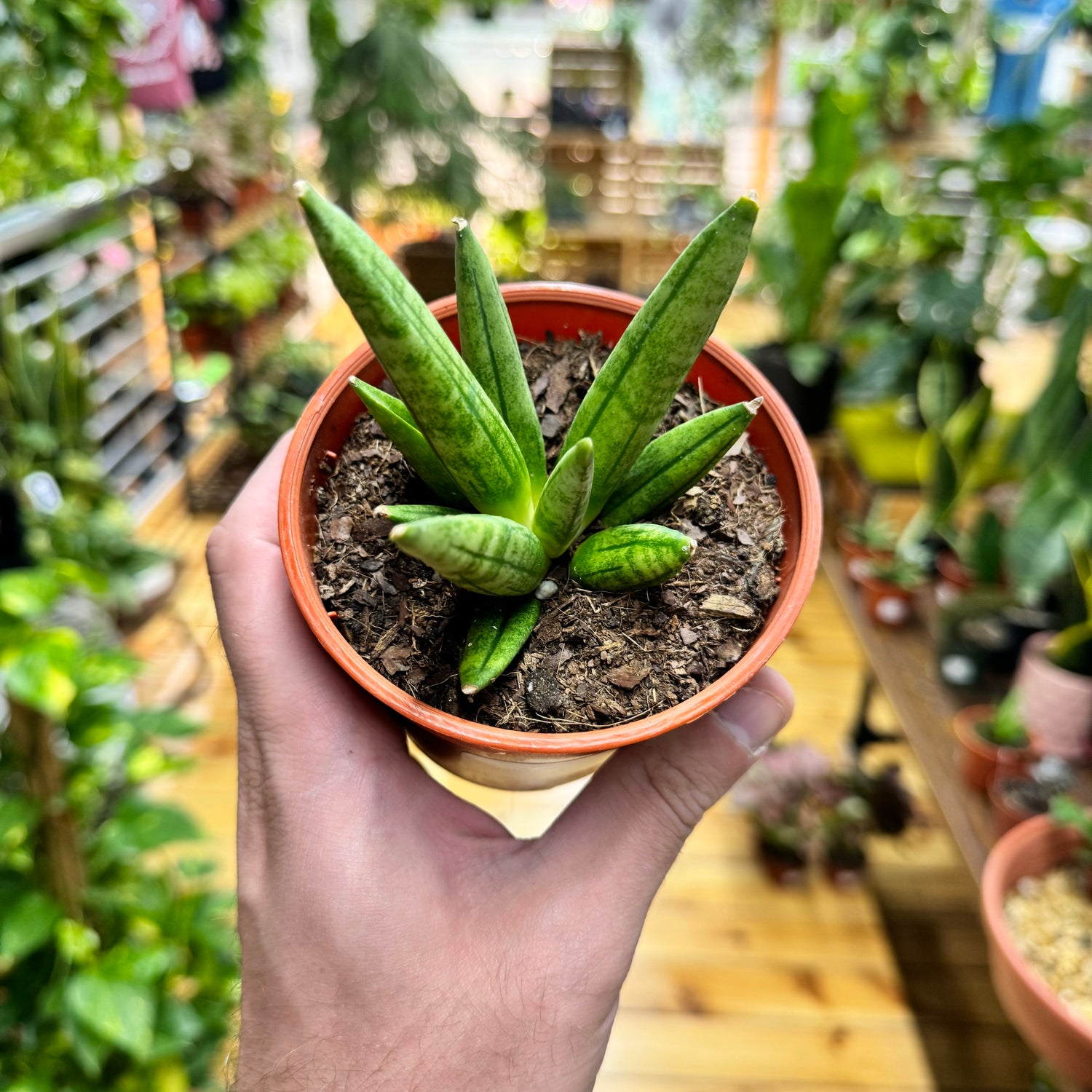 Sansevieria Hedgehog