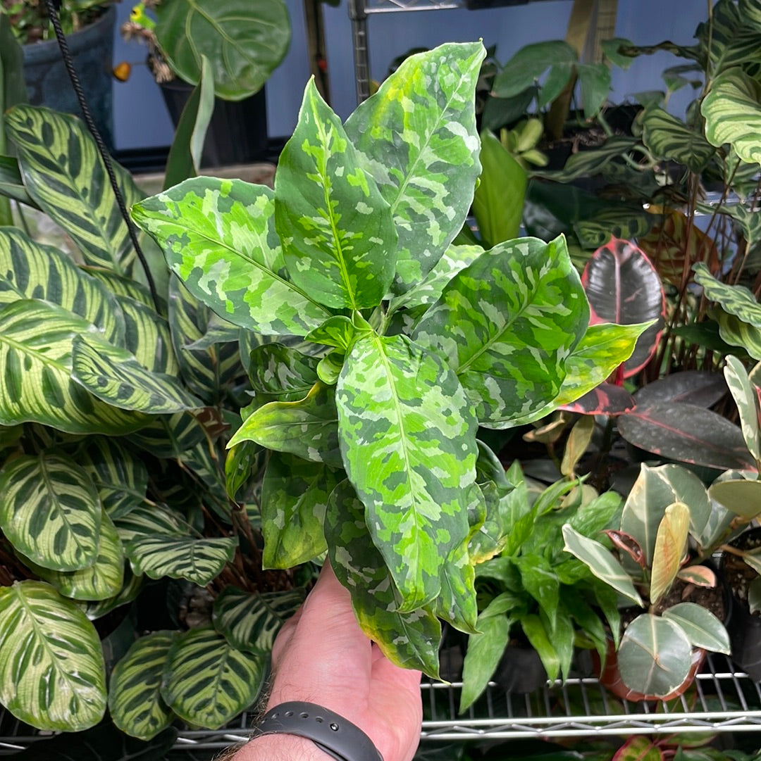 Aglaonema Pictum Tricolor