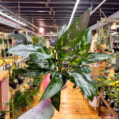 Aglaonema Maryann