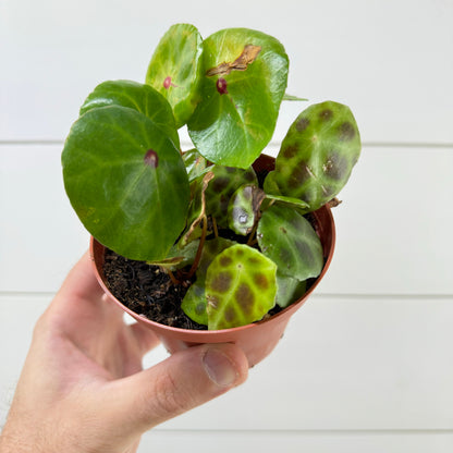 Begonia Conchifolia &amp; Kingiana